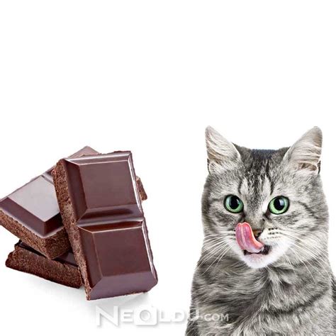 kedi çikolata yedi